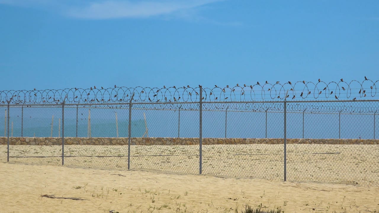 A longer stretch of barbed wire fence spans the sandy San Jose Del Cabo shoreline, with the ocean horizon visible behind it and no visible people.
