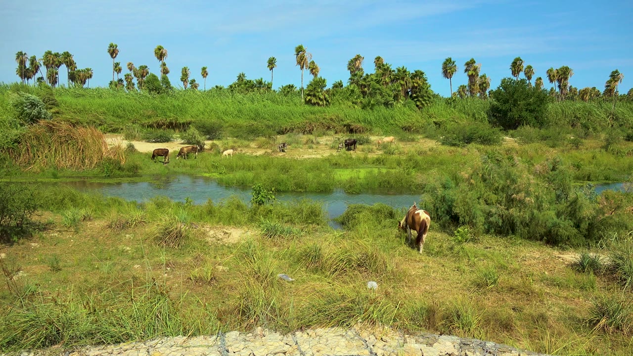 Horses remain near the river in San Jose Del Cabo, Mexico, with one brown and white horse closer to the foreground grasses and no visible people.