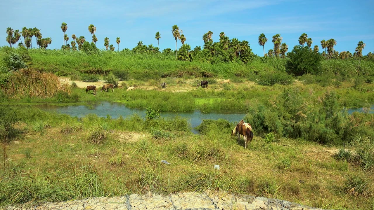 The river runs across the frame in San Jose Del Cabo, Mexico, with horses on the far bank, one closer horse in front, and no visible people.