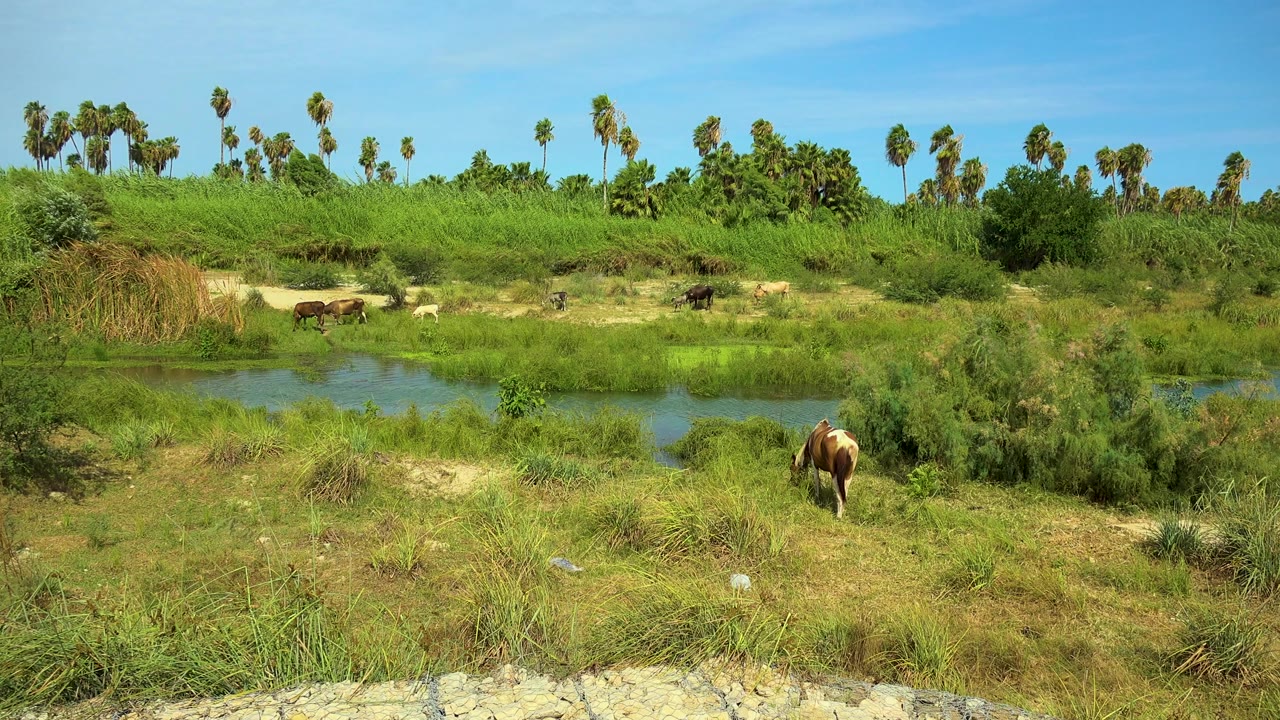 Wide San Jose del Cabo wetland view with a brown cow in the right foreground, cattle across the water, dense green grass, palms on the horizon, and no visible people.