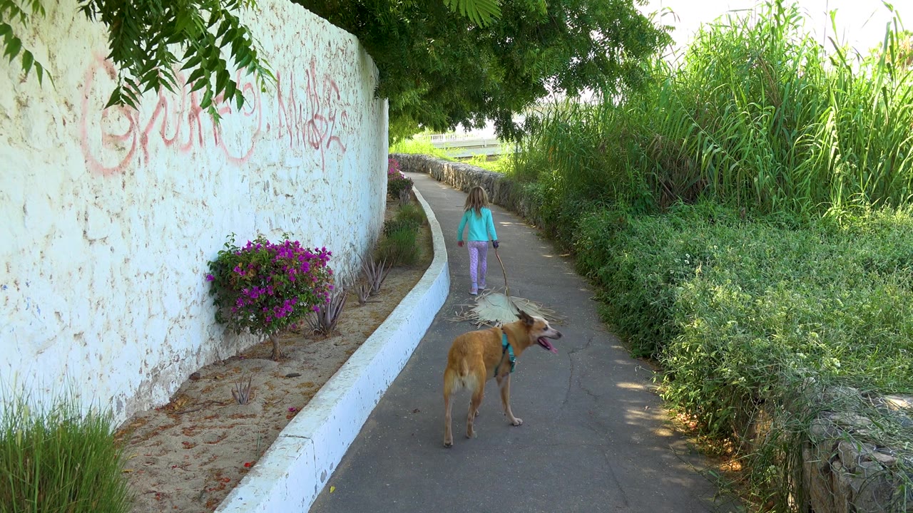 The girl moves farther away on the walled path in San Jose del Cabo while the tan dog turns side-on near the foreground edge under dappled tree shade.