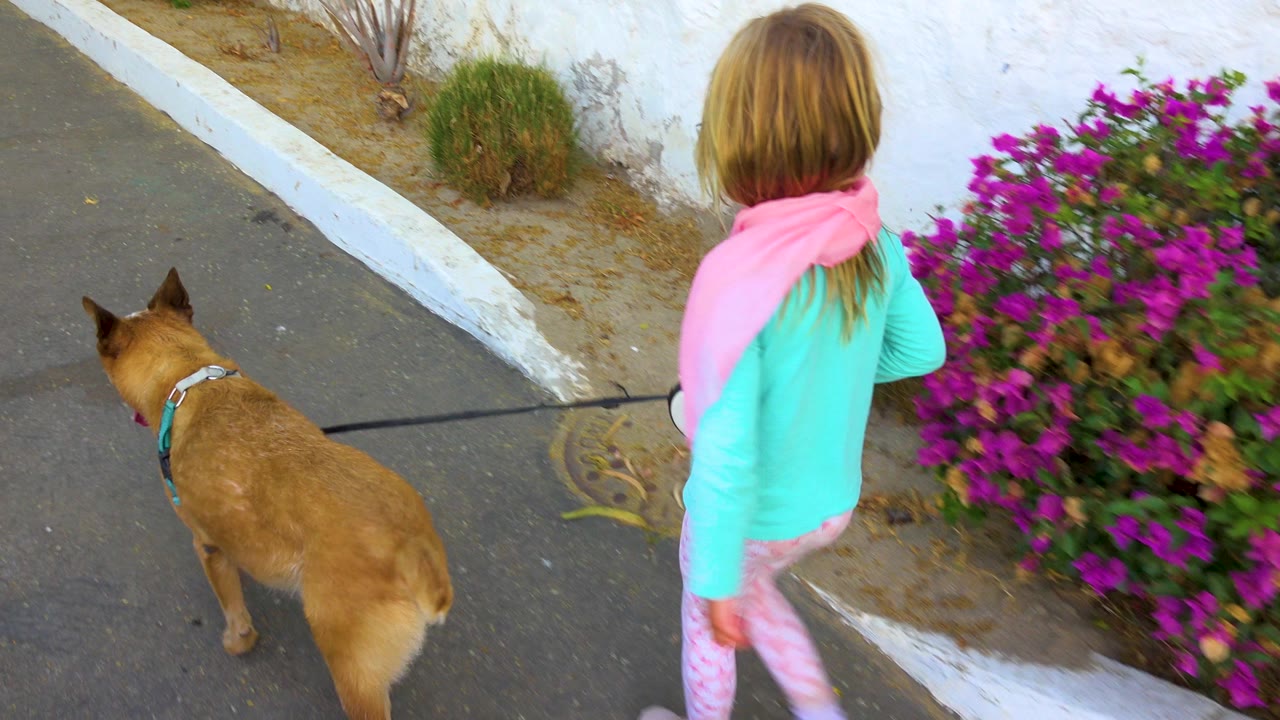 In San Jose del Cabo, Mexico, a young girl seen from behind walks a tan dog on a leash along a paved path beside a white wall and bright purple flowers.