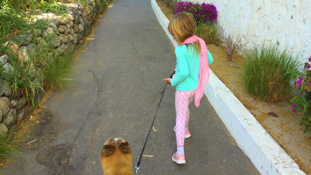 The child walks ahead of the brown dog on the black leash in San Jose del Cabo, with a white wall on one side and a low stone planting bed on the other.