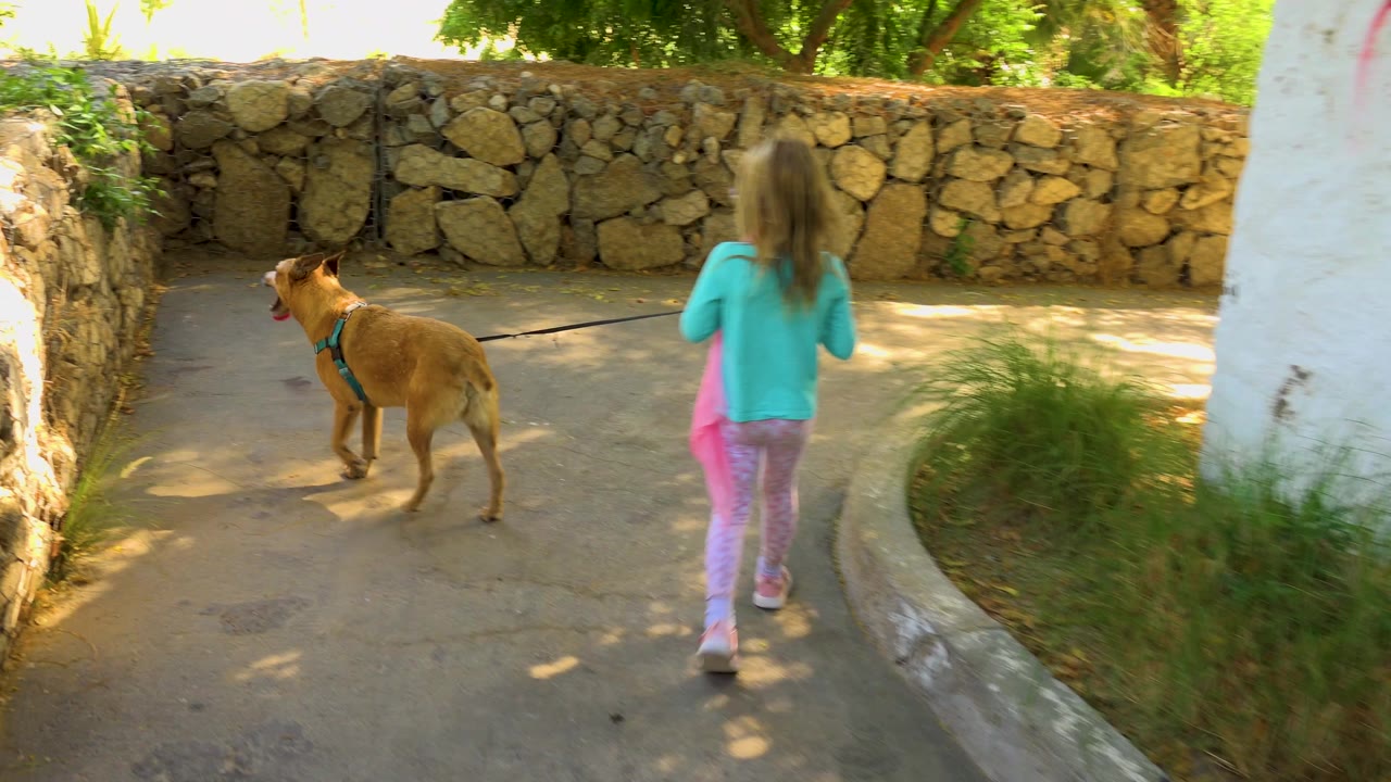 Dog pauses near a curved backyard walkway as the girl follows.