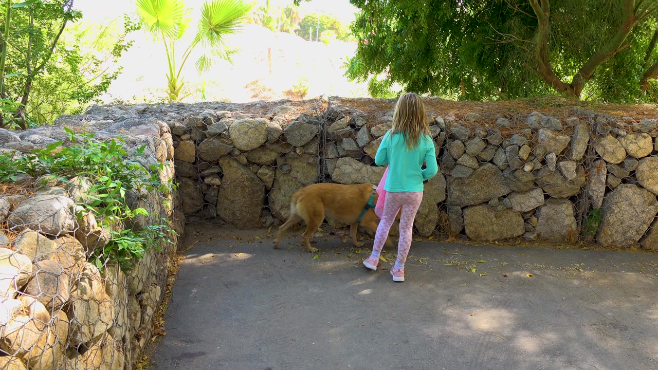 A child in a turquoise top walks a tan dog on a leash beside a stone wall in San Jose del Cabo, Mexico, with the child seen from behind.