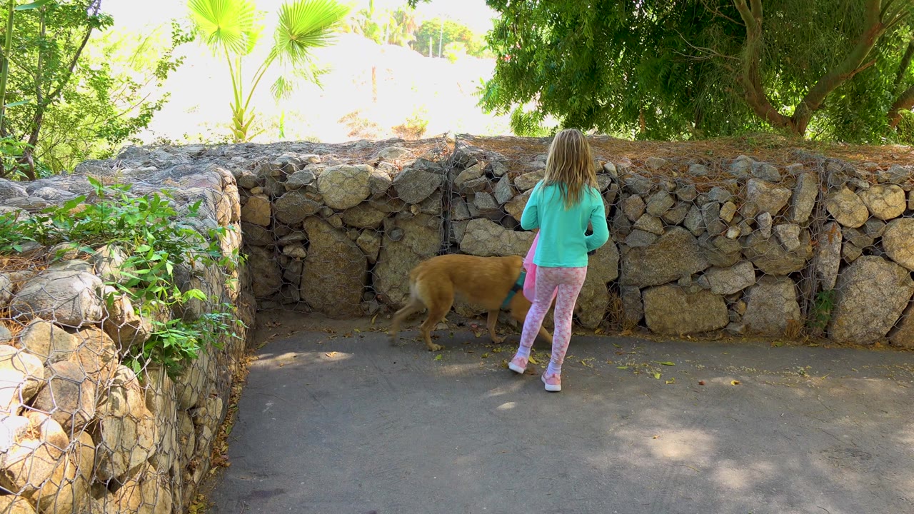 Child standing behind a tan dog near a stone wall