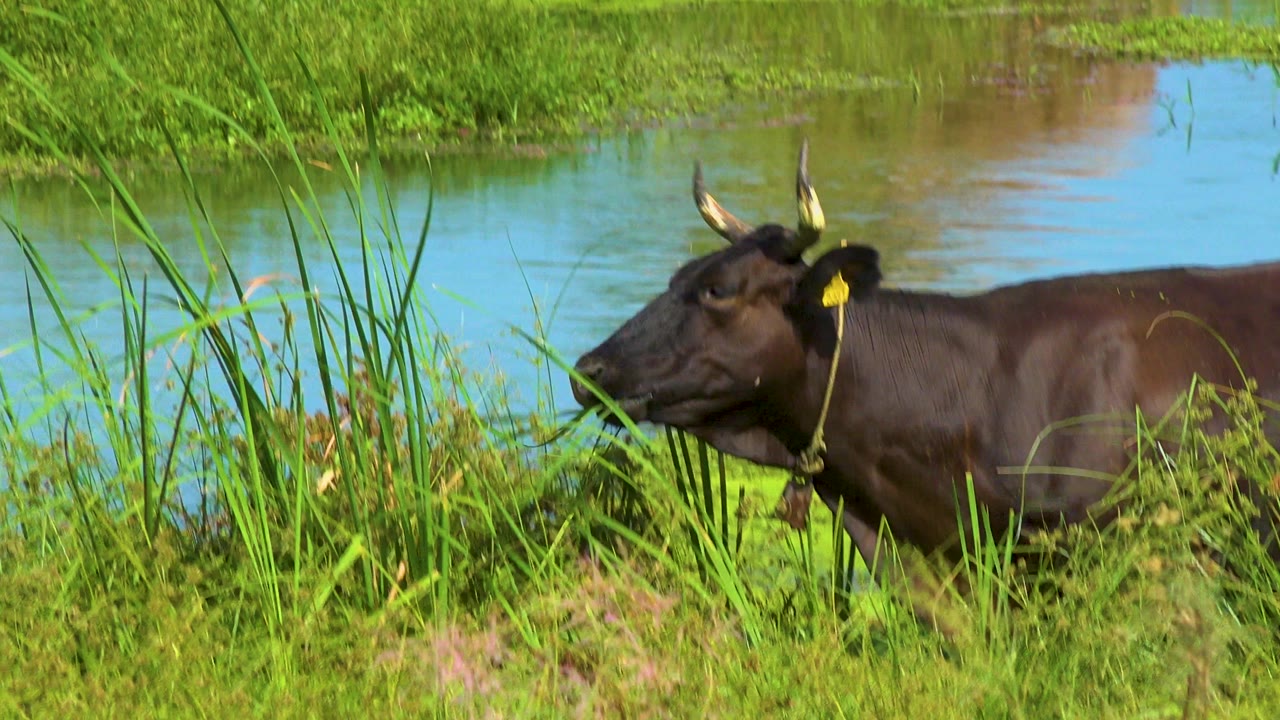 Horned water buffalo grazing beside a riverbank