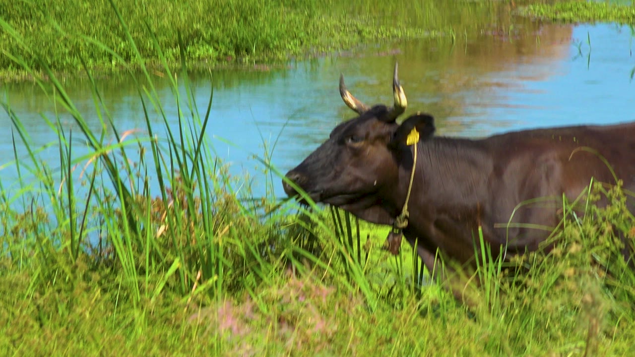 The tagged water buffalo keeps its head low in thick reeds near the water, with its dark shoulder filling the right side and no visible people.