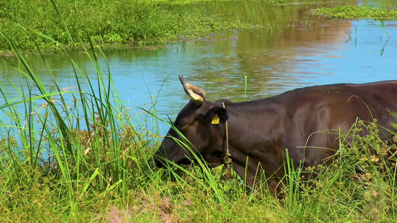 The water buffalo lowers its head deeper into the grasses at the river edge in San Jose del Cabo, Mexico, with horns and ear tag partly visible and no visible people.