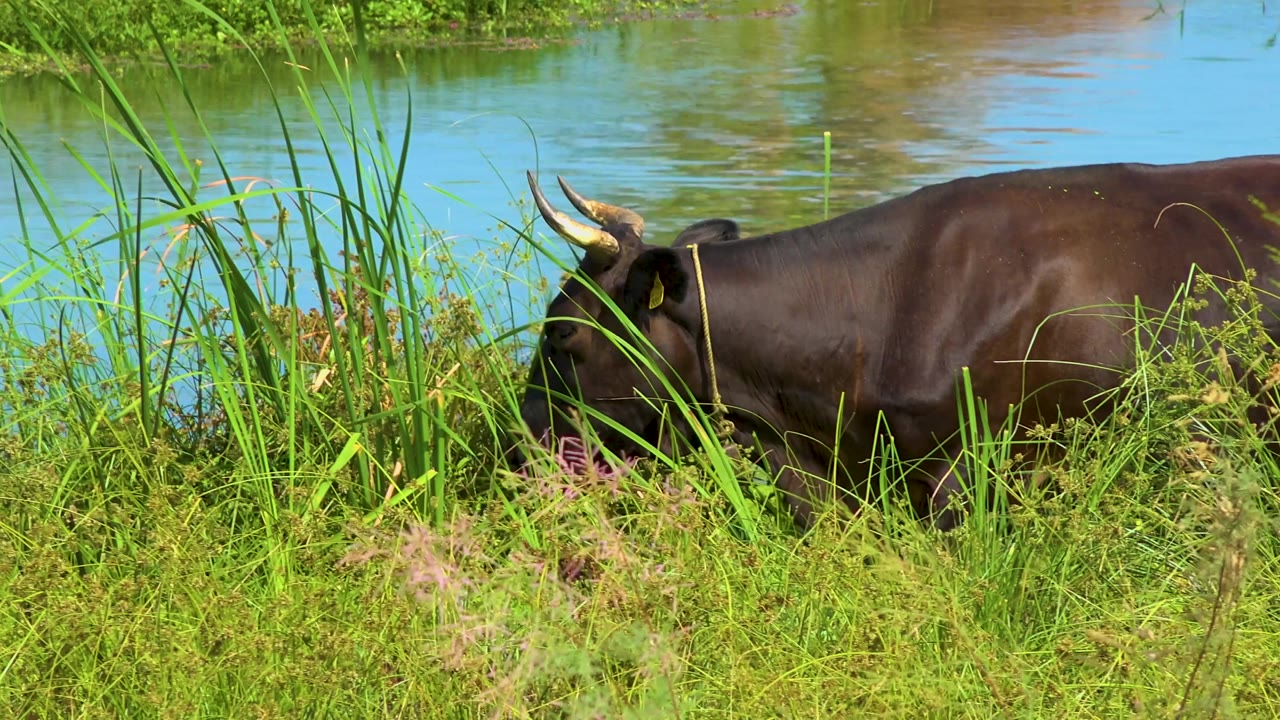 The buffalo's back and horns are framed behind tall reeds, with blue water and green floating vegetation behind it and no visible people.