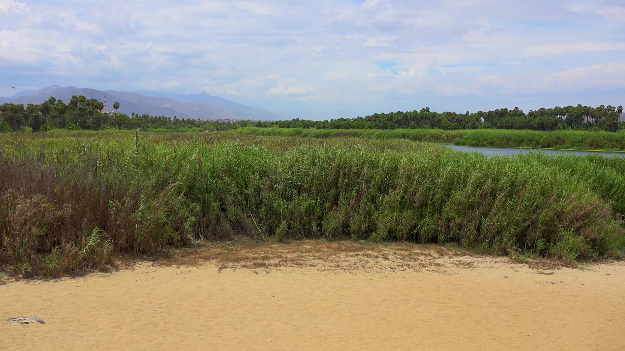 San Jose del Cabo landscape frame with sandy ground below dense grasses, a small water opening behind them, low trees, distant hills, pale clouds, and no visible people.