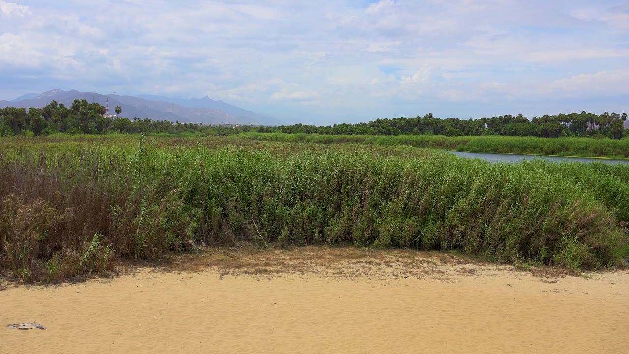 Mid-clip San Jose del Cabo view with sand foreground, tall wetland grasses, blue water behind the vegetation, distant mountains, cloud cover, and no visible people.