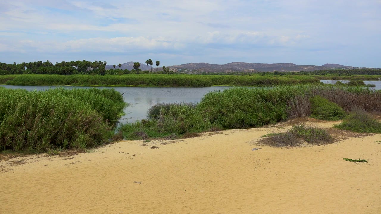 Sandy foreground beside clear river water and thick green reeds in San Jose Del Cabo, Mexico, with low hills beyond and no visible people.