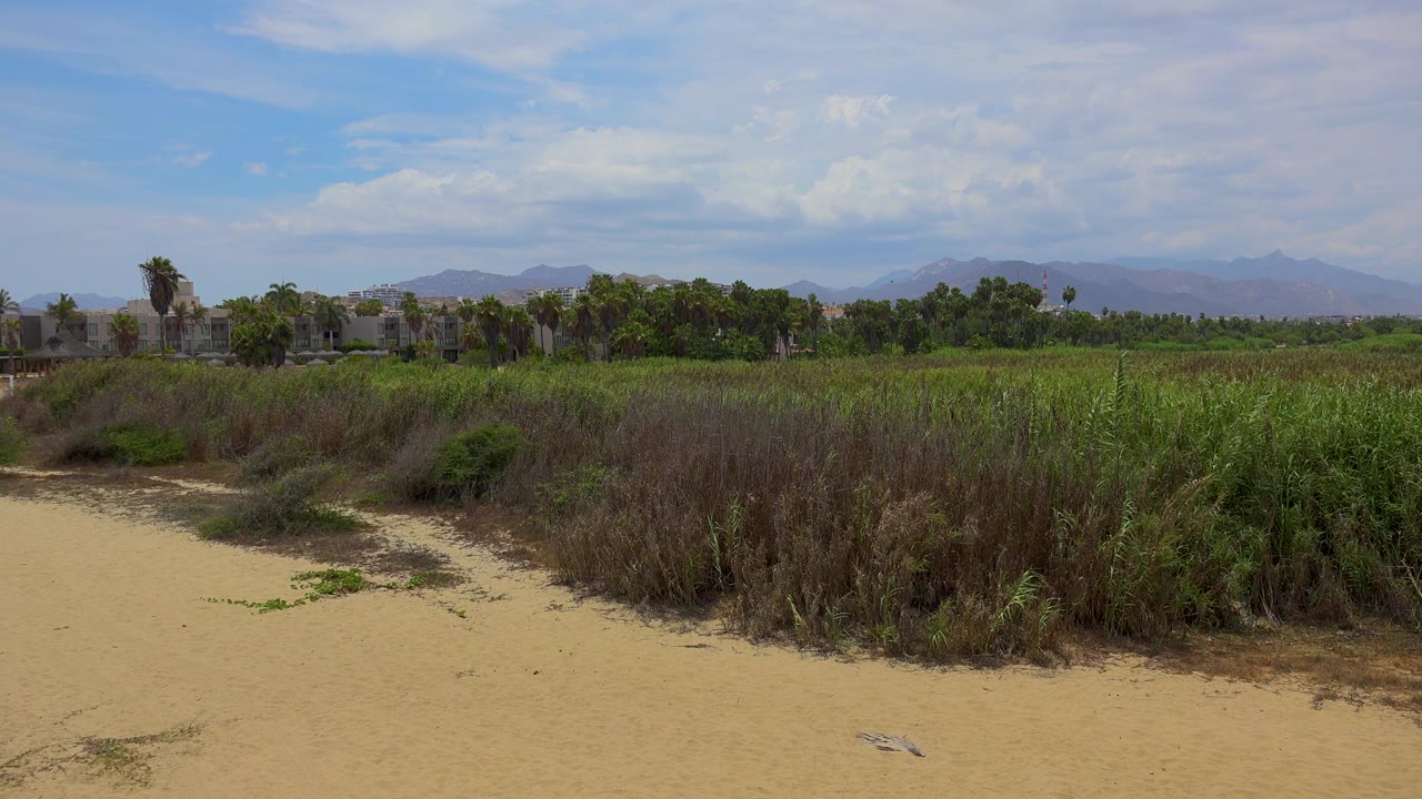 San Jose Del Cabo grassland view with sand at the bottom of frame, dense grasses across the midground, trees and faint buildings near the horizon, and no visible people.