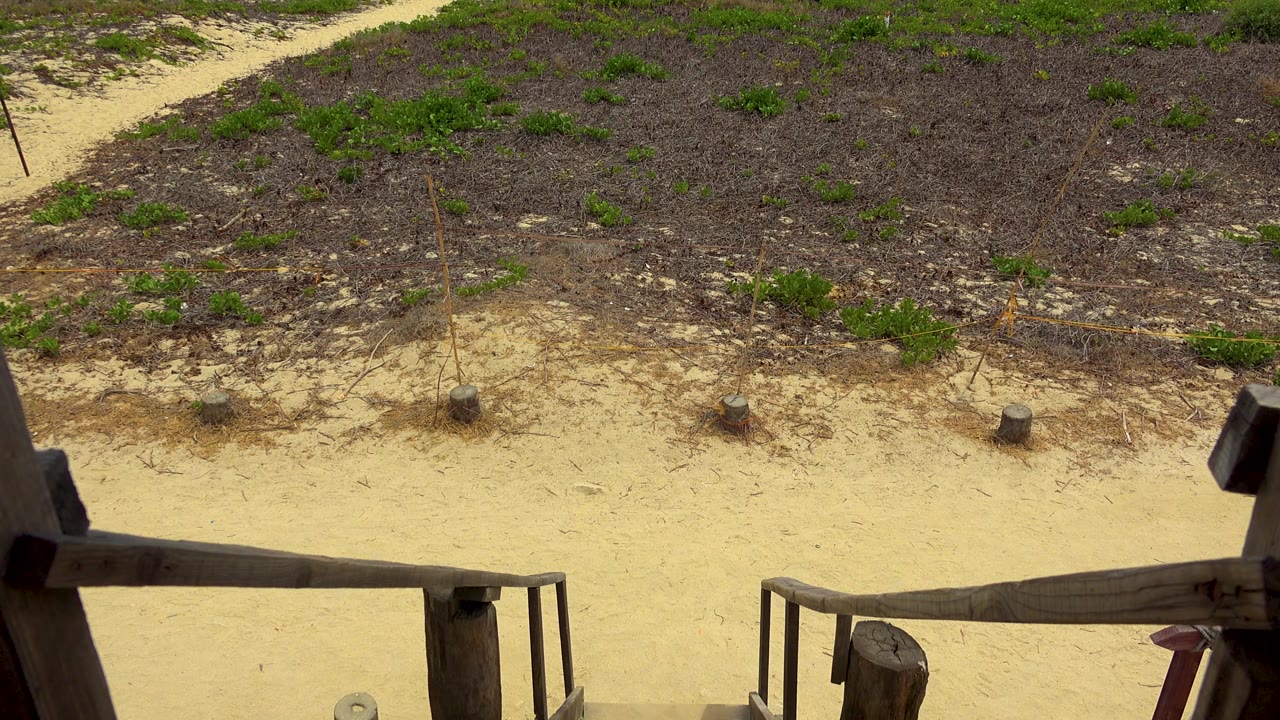 San Jose Del Cabo sand and low green-brown beach vegetation fill the view, with the wooden deck edge partly visible and no visible people.