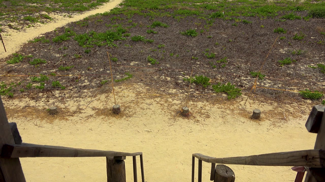 San Jose Del Cabo beach scrub and pale sand are seen from above, with a dark wooden railing crossing the lower foreground and no visible people.