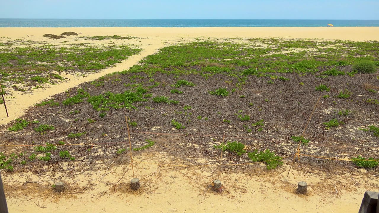 San Jose Del Cabo beach-edge vegetation fills the foreground while a narrow sand strip and calm blue sea sit in the background, with no visible people.