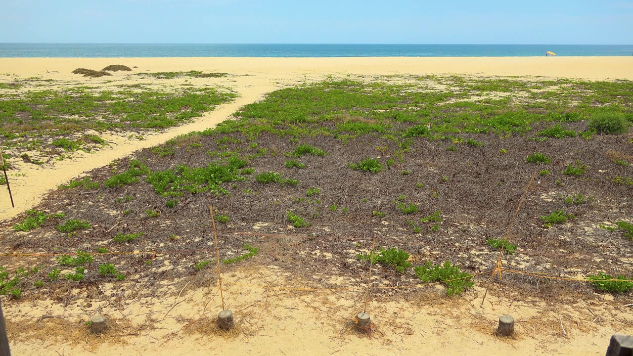 A sandy path cuts through low coastal plants in San Jose Del Cabo toward the beach and sea, with no visible people in frame.