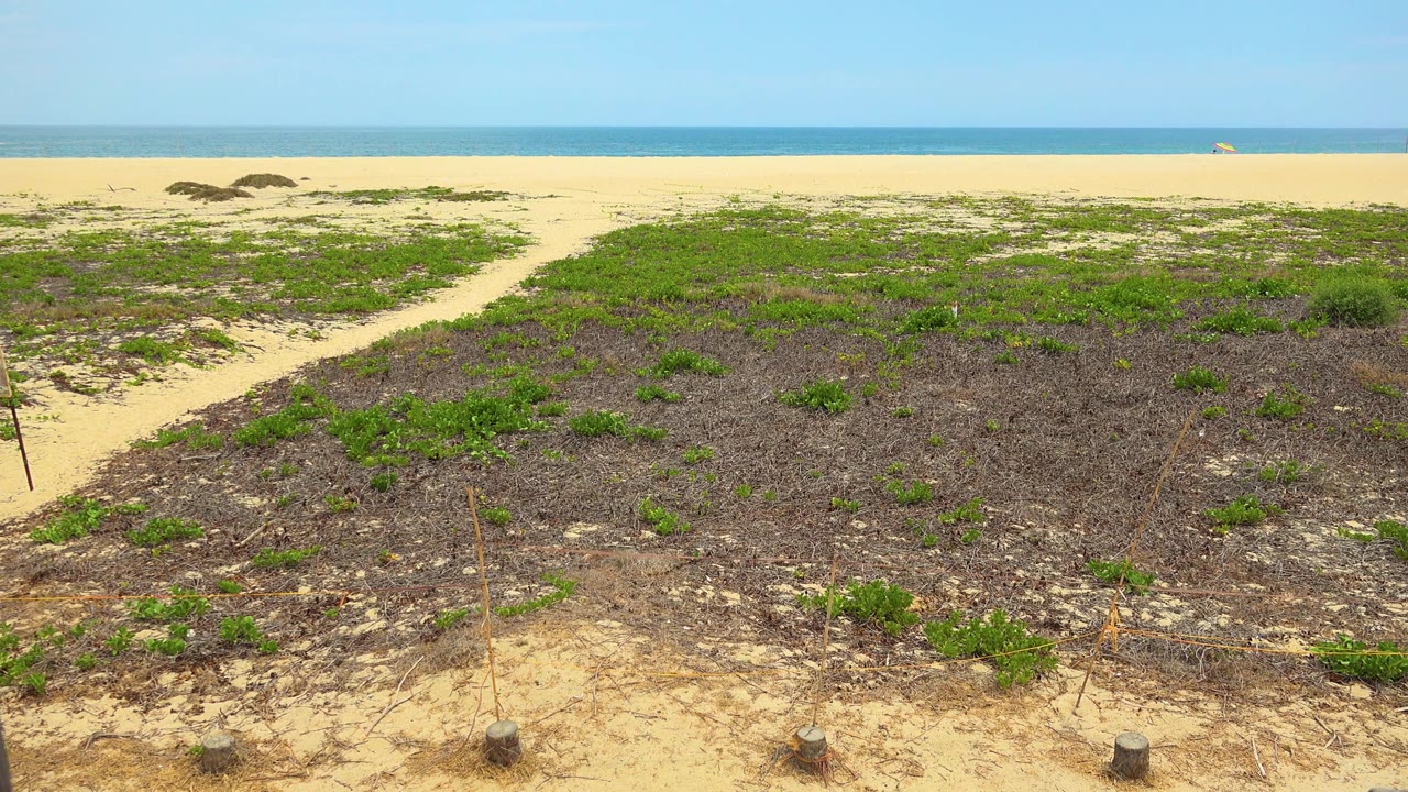 San Jose Del Cabo scrubland stretches across the foreground with beach sand and a blue sea horizon behind it, and no visible people.