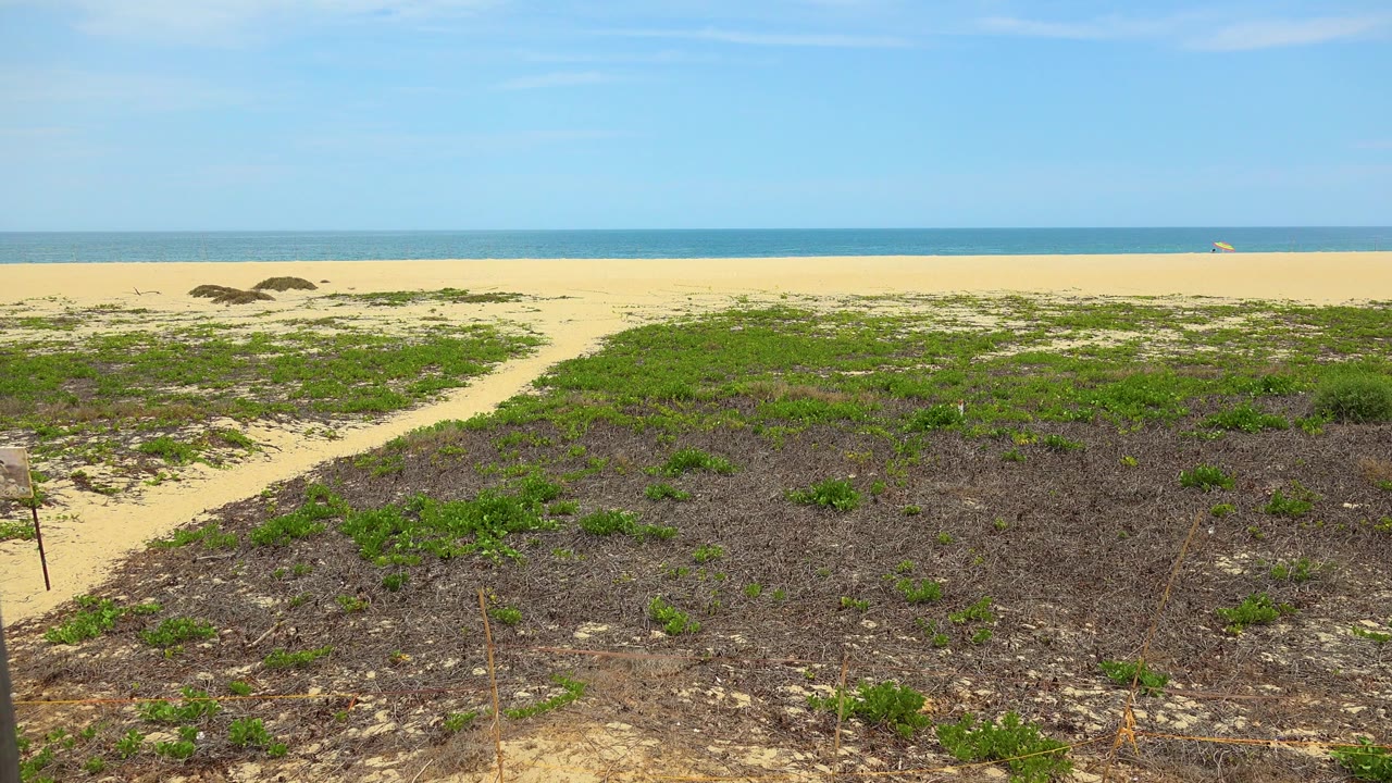 San Jose Del Cabo coastal plants and dry sand fill the foreground while the beach and level ocean horizon sit beyond, with no visible people.