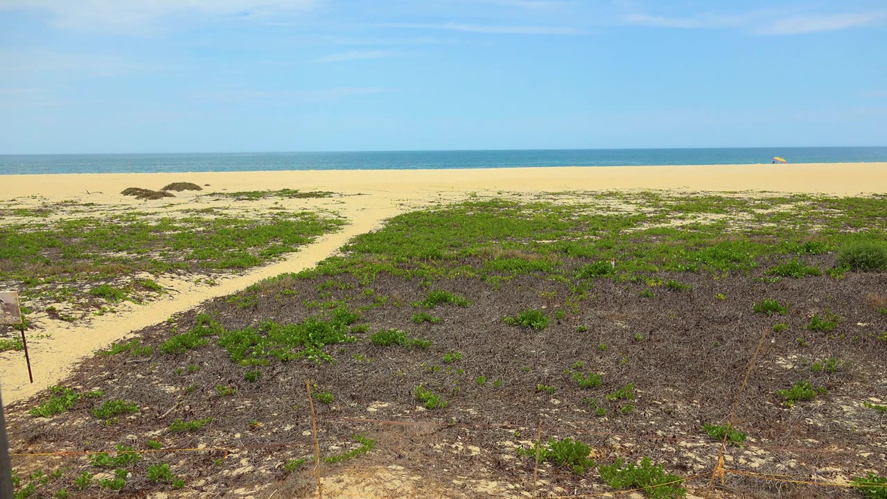 Sparse dune plants sit under bright sky with a flat pale beach and ocean horizon beyond in San Jose Del Cabo, with no visible people.