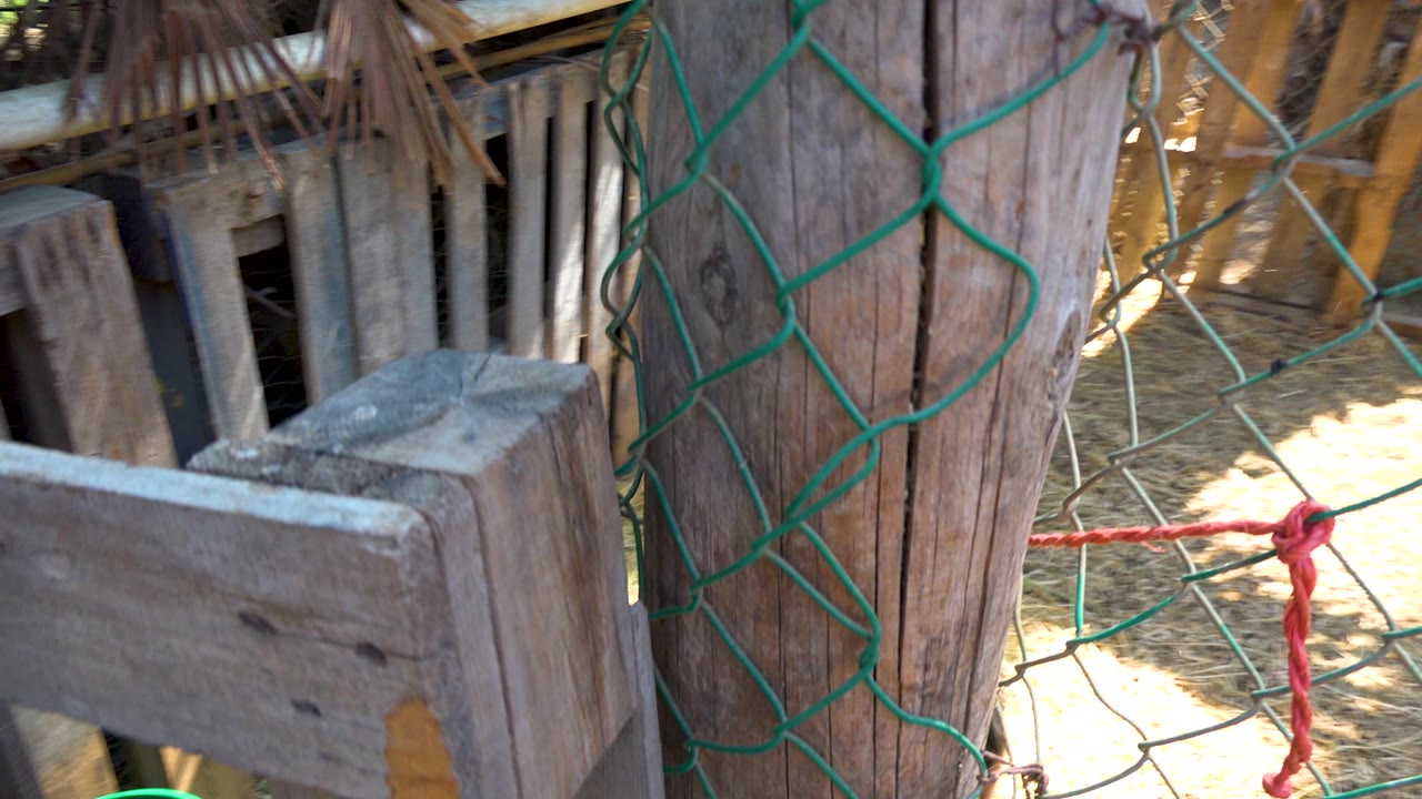 Wooden pen boards and green fence with sunlit straw behind them.