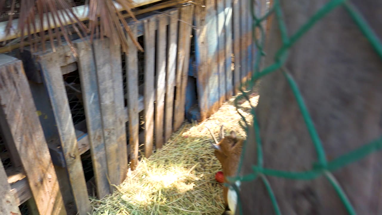 The San Jose del Cabo pen is seen through an out-of-focus green fence, with weathered boards and straw lit by sun in the background and no visible people.