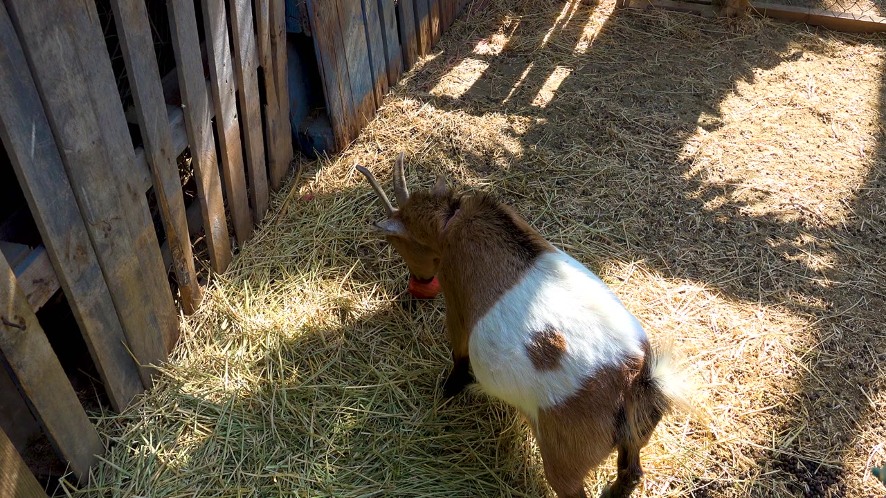 The goat leans toward the red apple in the hay-covered wooden pen in San Jose Del Cabo, Mexico, with bright sunlight across the straw and no visible people.