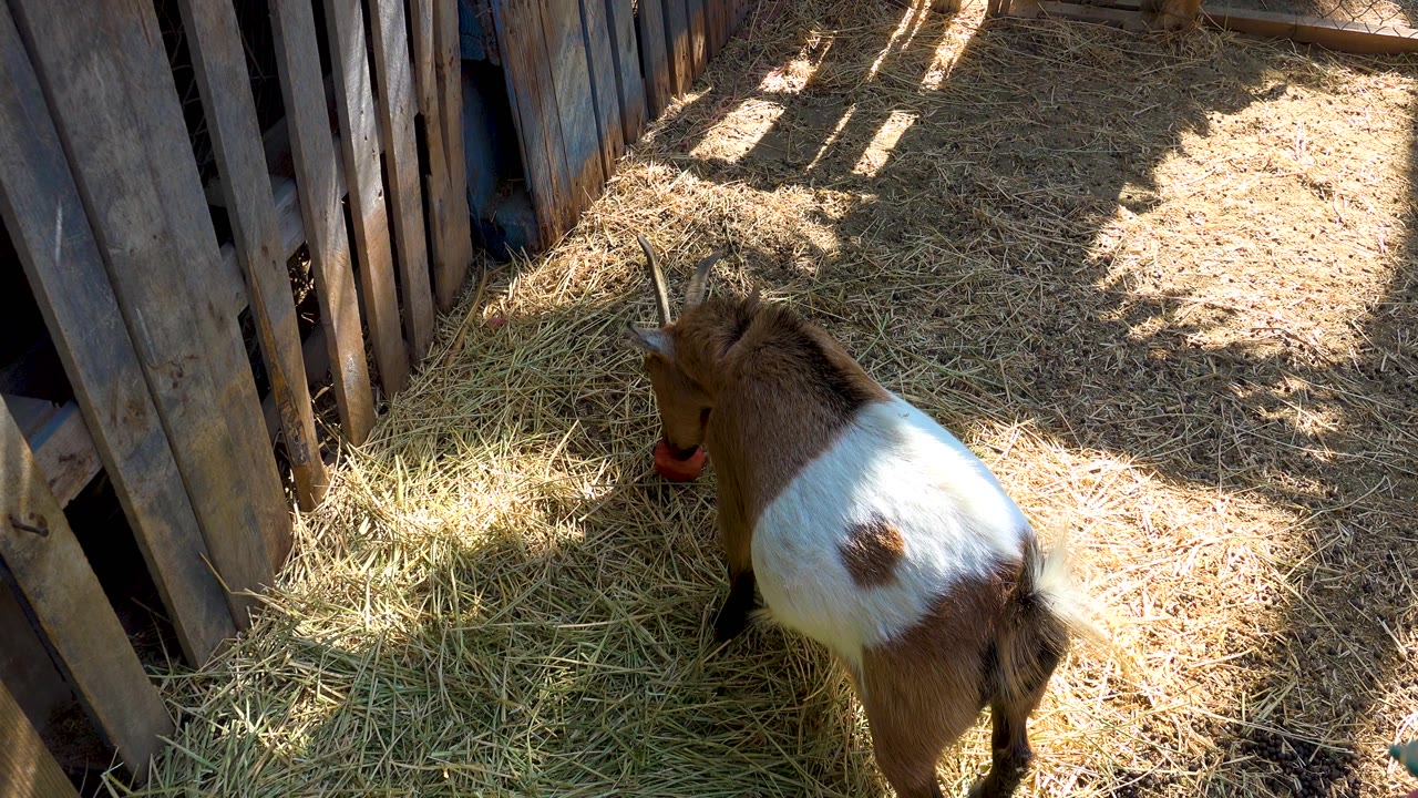 A brown and white goat remains beside the red apple in the straw pen in San Jose Del Cabo, Mexico, with diagonal fence shadows crossing the hay and no visible people.