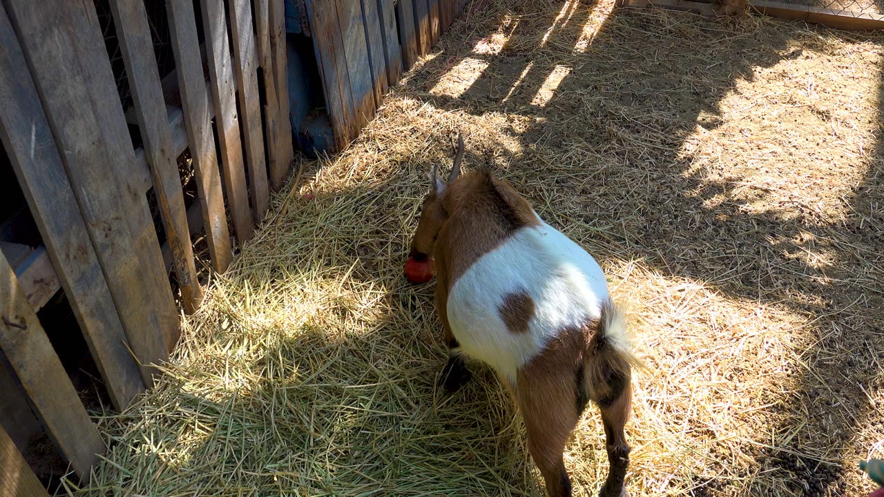 The goat is seen more from behind as it faces the apple on the hay in the San Jose Del Cabo pen, with its white back patch prominent and no visible people.