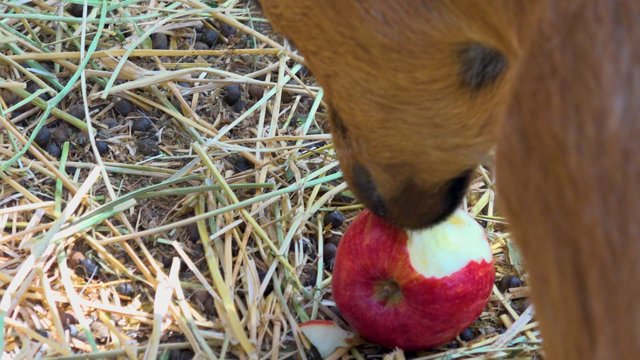 The donkey's nose presses into the top of the red apple in San Jose del Cabo, Mexico, with pale straw and dark soil filling the ground and no visible people.