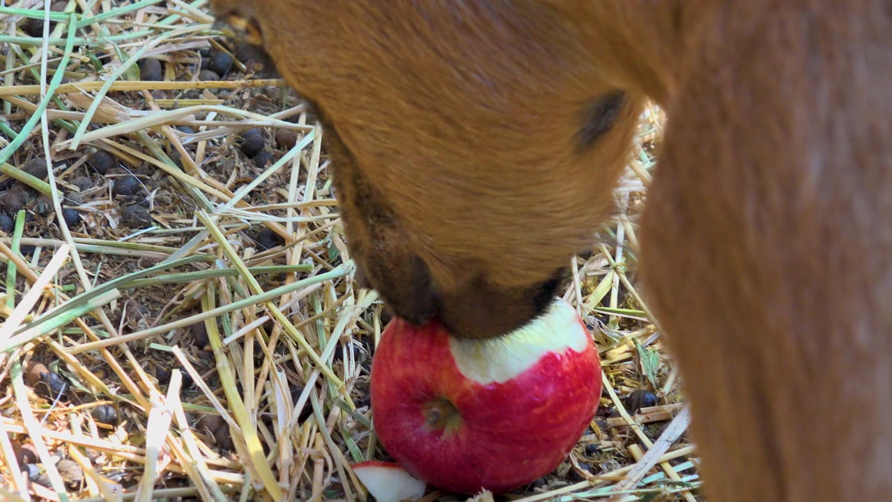 A bitten red apple sits under the donkey's mouth on dry straw in San Jose del Cabo, Mexico, with the animal's leg close to the lens and no visible people.