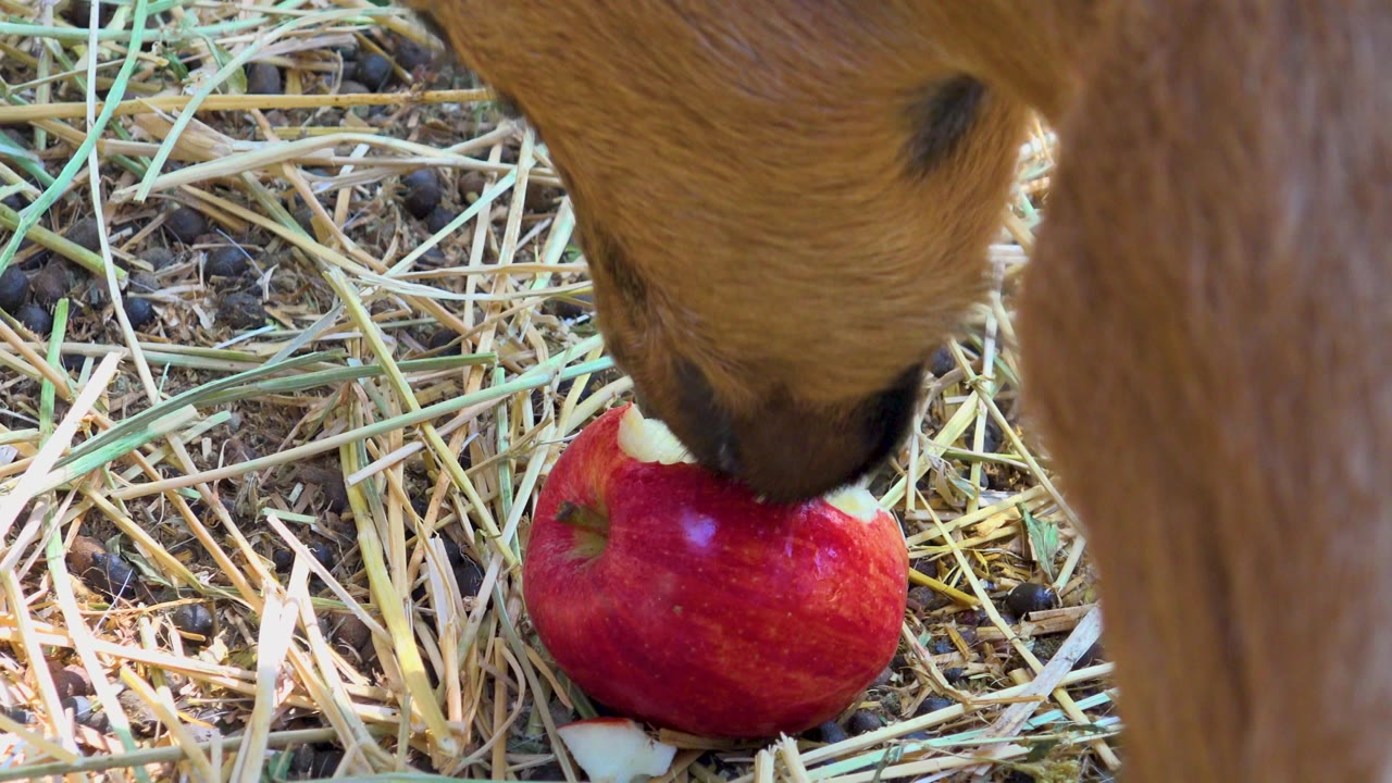 The donkey's muzzle covers more of the apple as it eats on straw-covered ground in San Jose del Cabo, Mexico, with sunlit dry grass and no visible people.