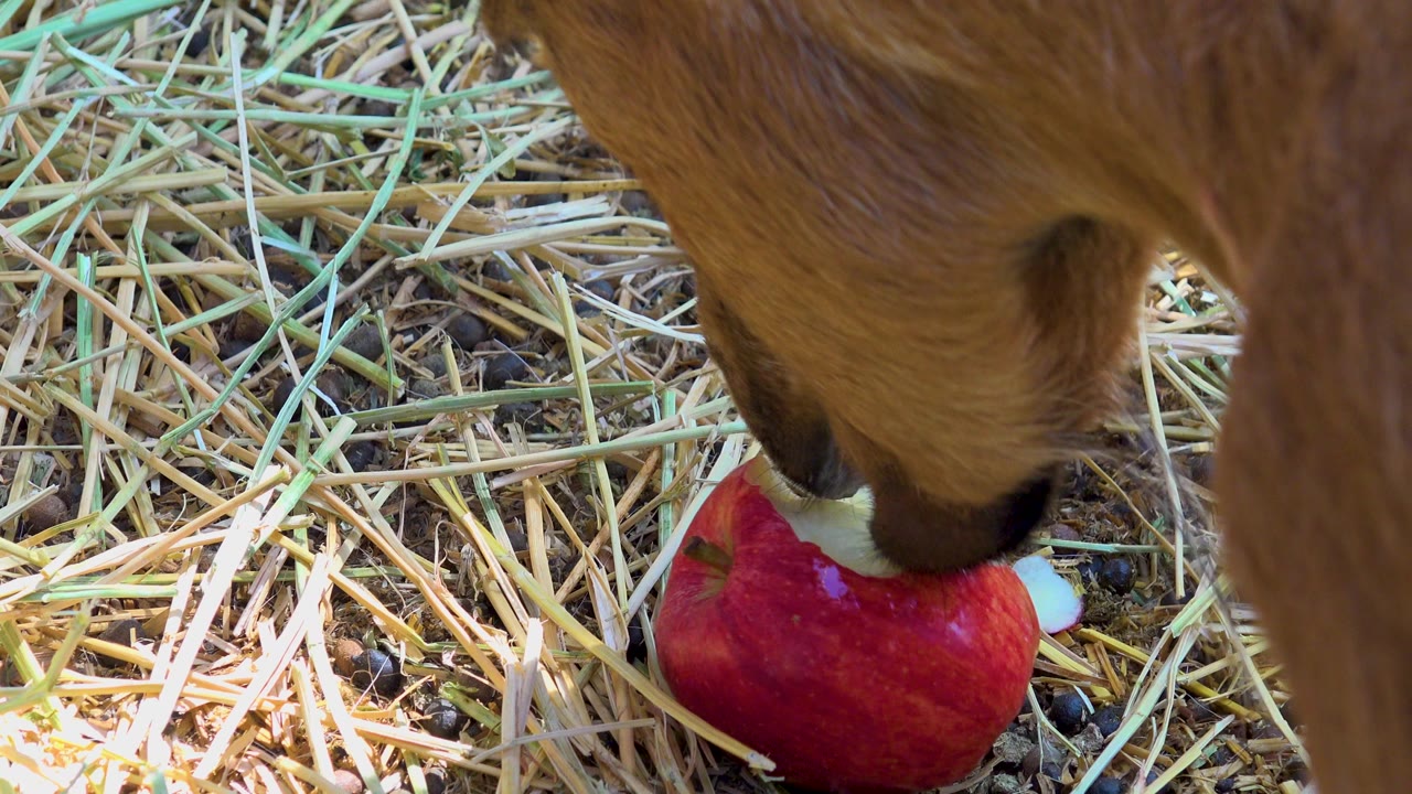 A brown donkey bends down to bite a red apple lying on straw-covered ground in San Jose Del Cabo, Mexico, with no visible people.