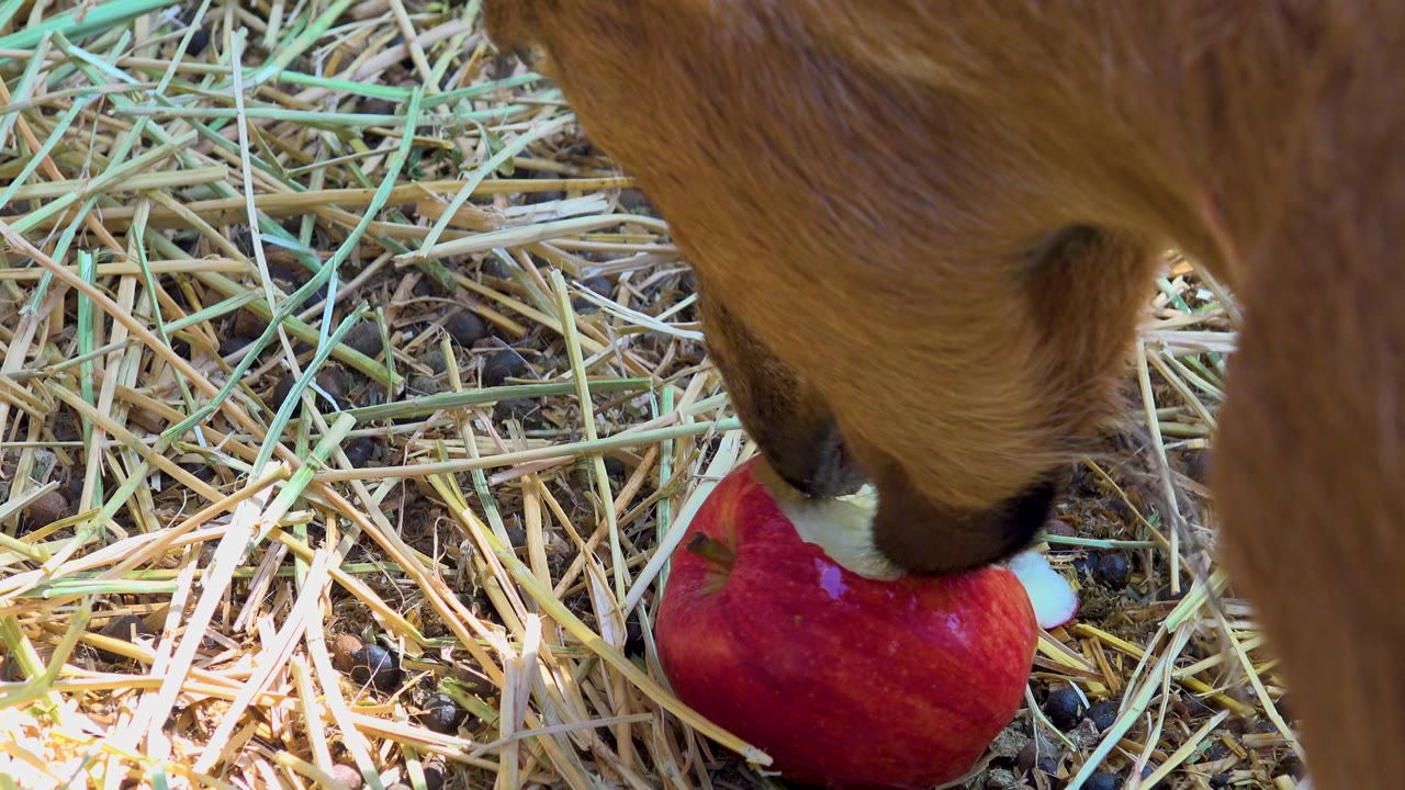 The donkey keeps its mouth against the red apple on dry straw in San Jose Del Cabo, Mexico, with the animal's brown leg crossing the right side and no visible people.