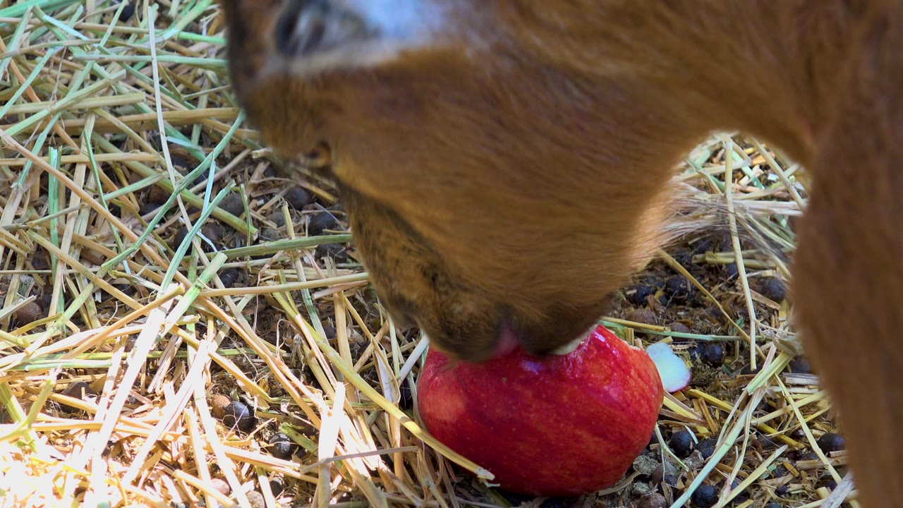 A closer view shows the donkey's muzzle over the red apple on straw and dirt in San Jose Del Cabo, Mexico, with no visible people.