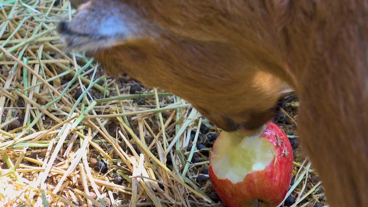 The donkey bites into the pale exposed flesh of the apple on straw-covered ground in San Jose Del Cabo, Mexico, while its brown body fills the top and right side, with no visible people.