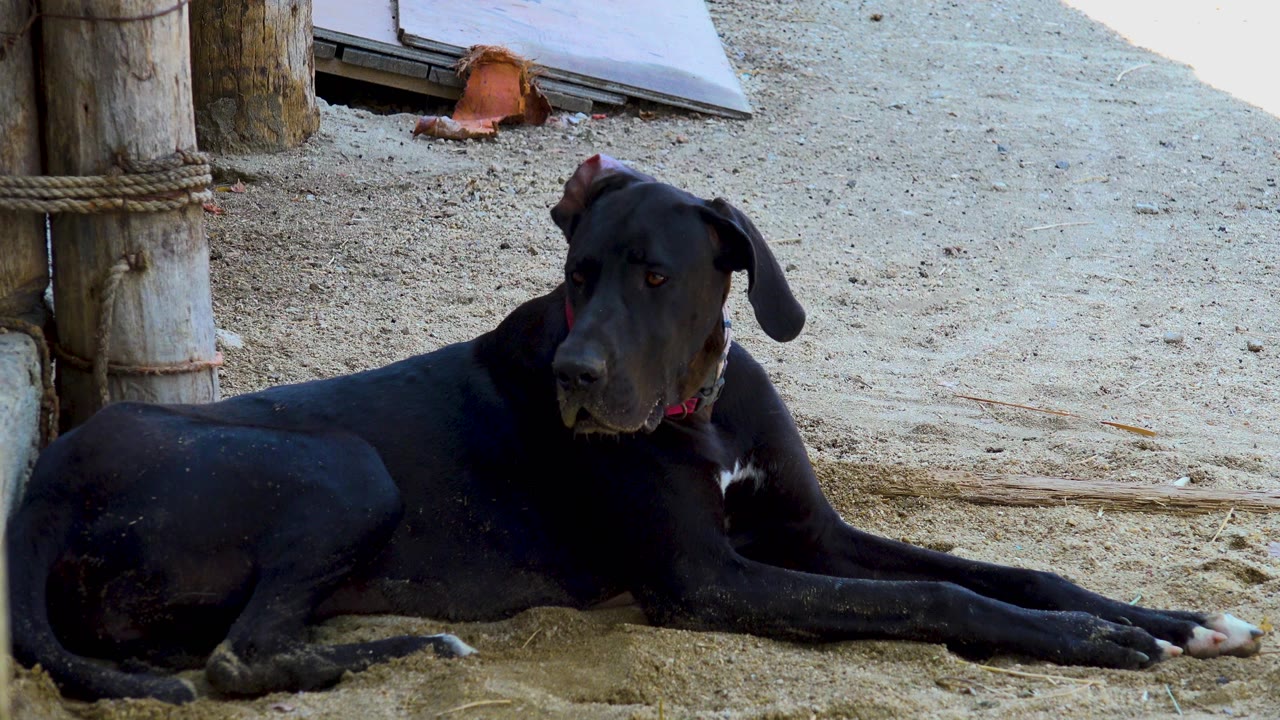 The black dog remains stretched out on pale sand in San Jose Del Cabo, Mexico, with its head angled toward the camera and no visible people.
