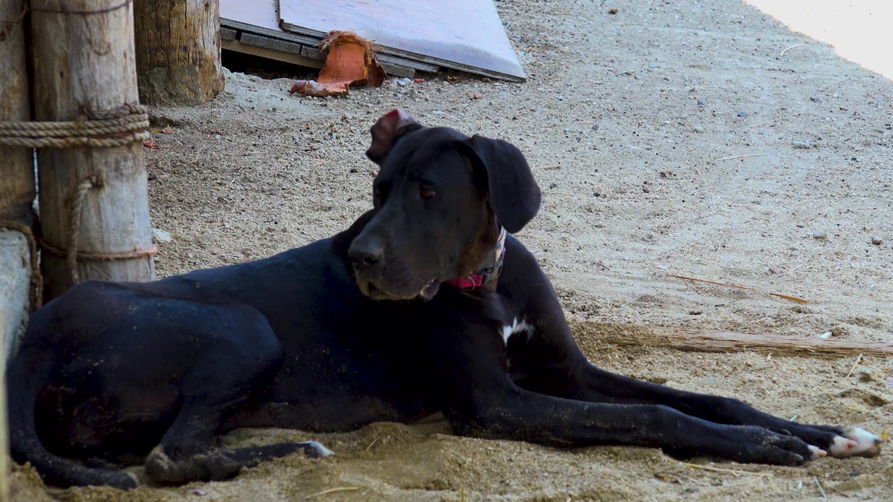 A black dog lies across the sandy foreground in San Jose Del Cabo, Mexico, turning its head to the right near rough wooden beach posts, with no visible people.
