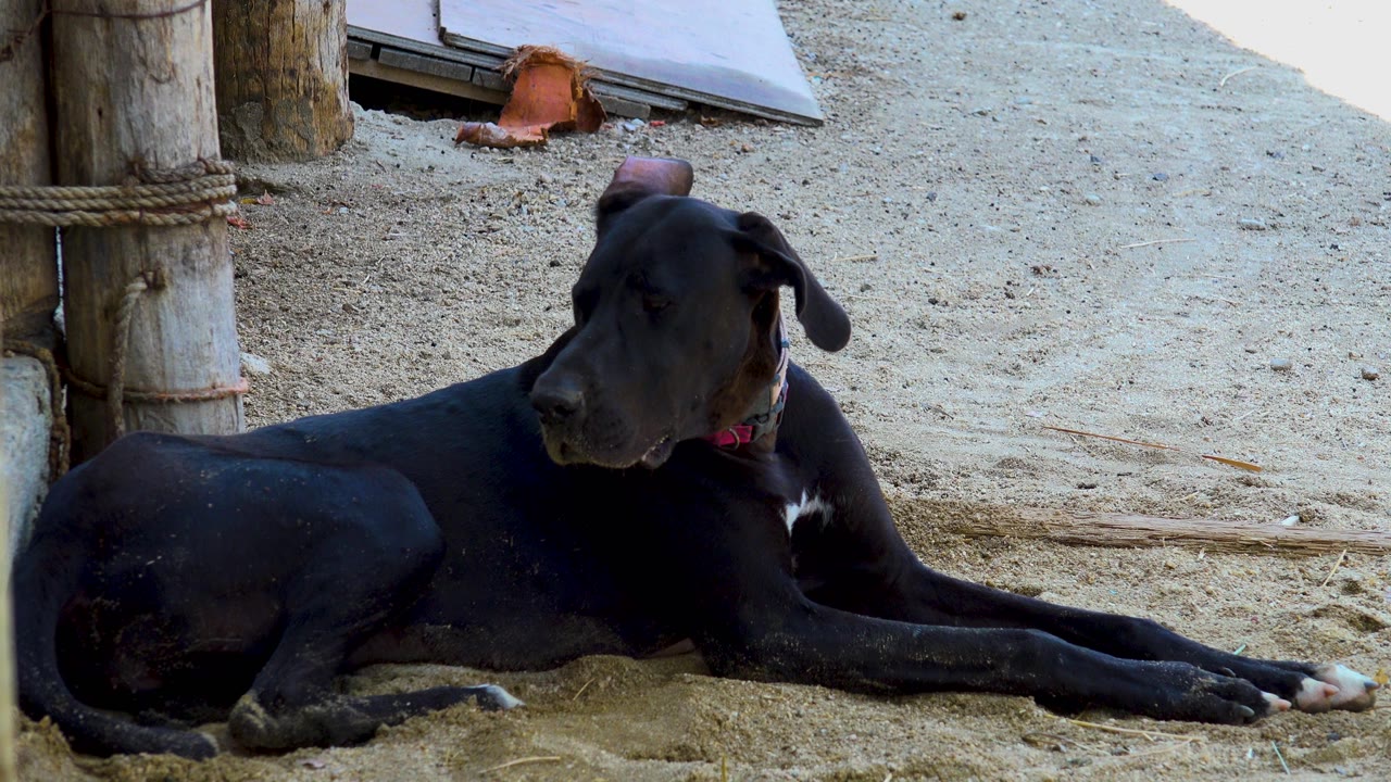 The black dog lies beside a left-edge wooden post and rope in San Jose Del Cabo, Mexico, with bright sand behind it and no visible people.