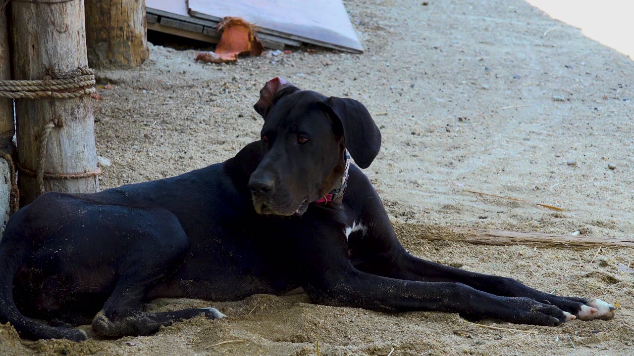 Black dog lying on sand beside wooden posts.