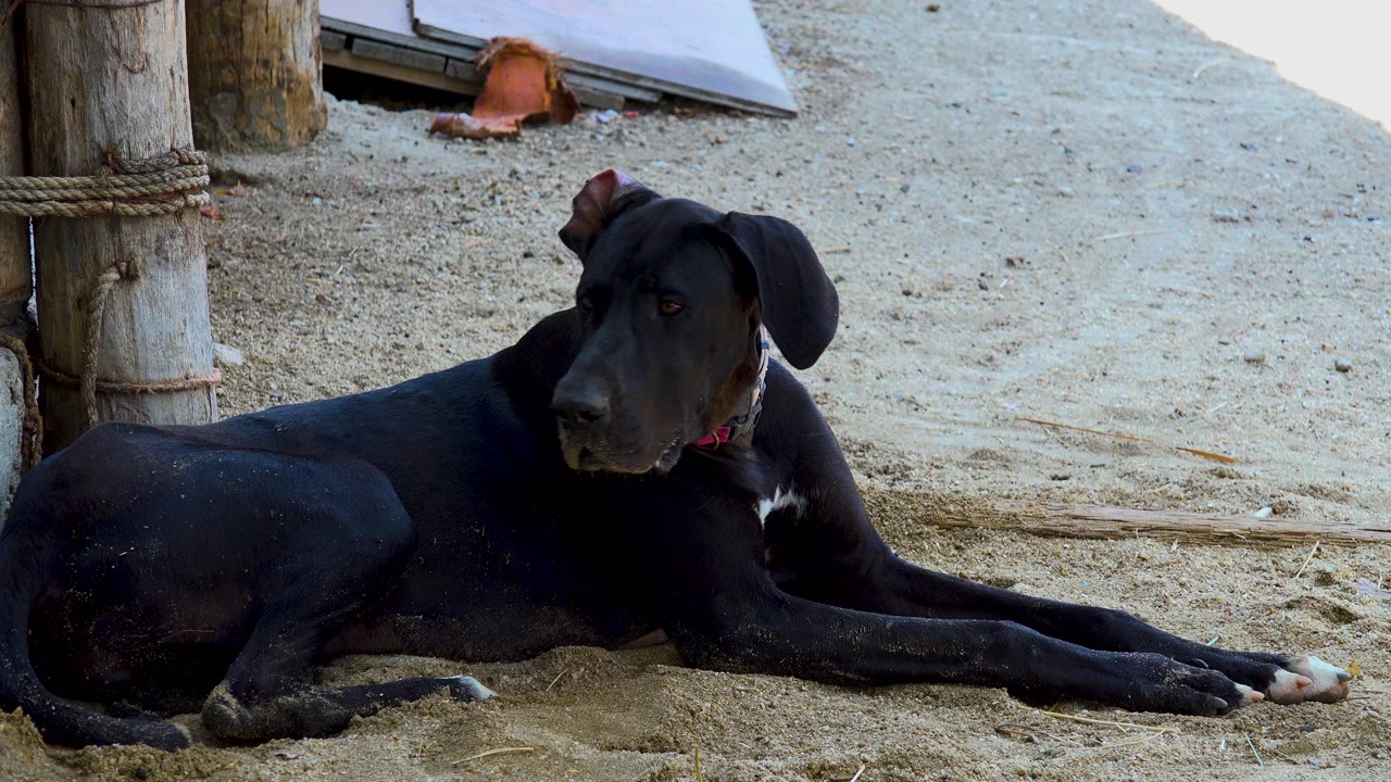 The black dog remains stretched out on sand in San Jose Del Cabo, Mexico, with its head angled left, wooden posts nearby, and no visible people.