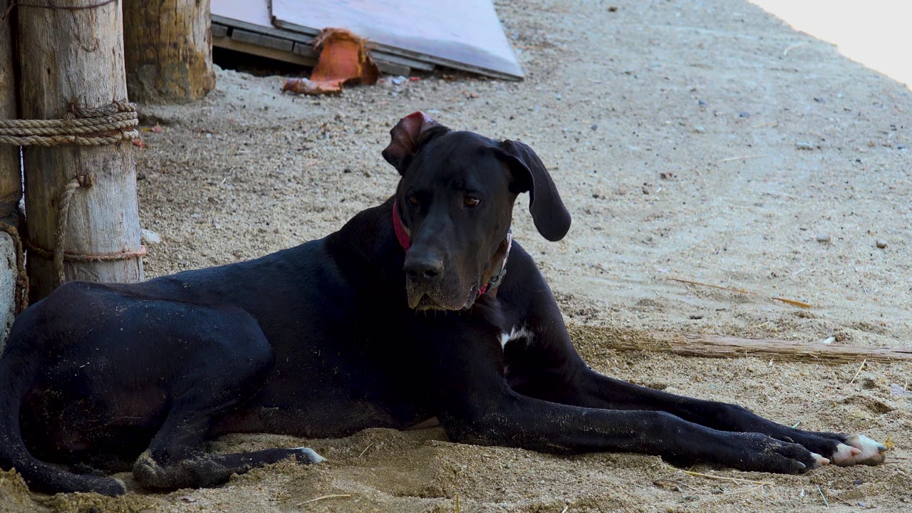 A black dog with a red collar lies on the sandy ground in San Jose Del Cabo, Mexico, glancing closer toward the camera with no visible people.