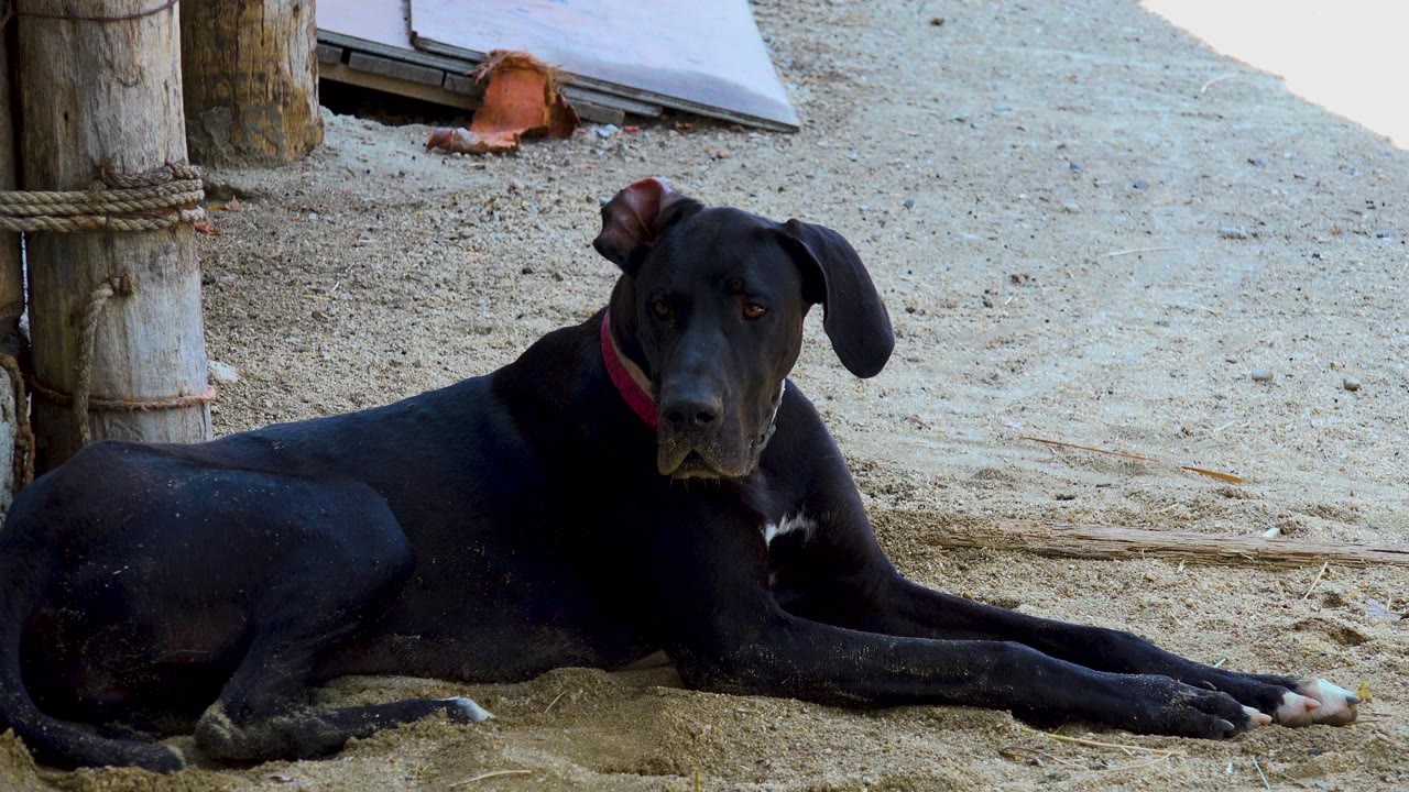 The resting black dog faces more directly toward the camera on pale sand in San Jose Del Cabo, Mexico, with posts at the left and no visible people.