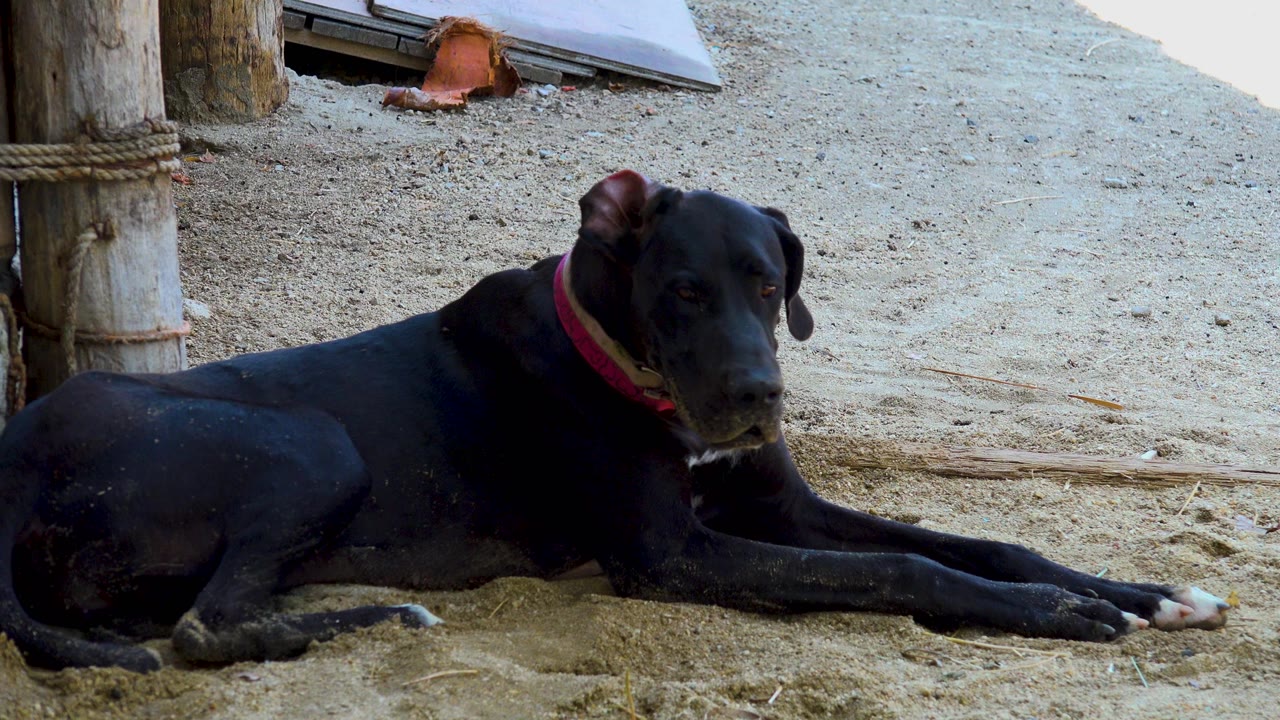 Black dog with a pink collar lies on sand near wooden posts in San Jose del Cabo, Mexico, facing slightly toward the camera with no visible people.