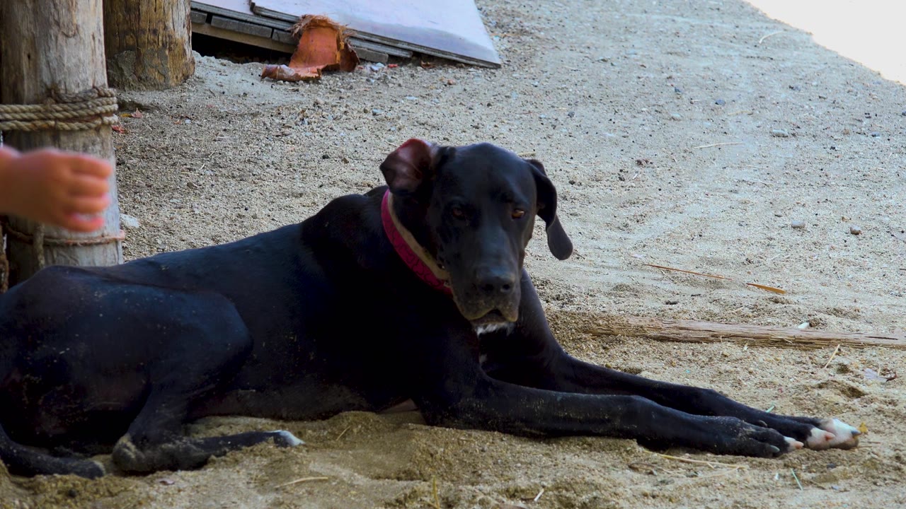 A child's arm enters near the wooden post while the black dog lies on sand in San Jose del Cabo, Mexico, making people partially visible in this frame.