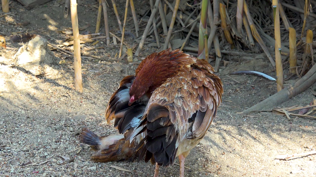 Brown hen in San Jose del Cabo, Mexico bends low over a small chick on sandy ground, with dry stalks behind them and no visible people.
