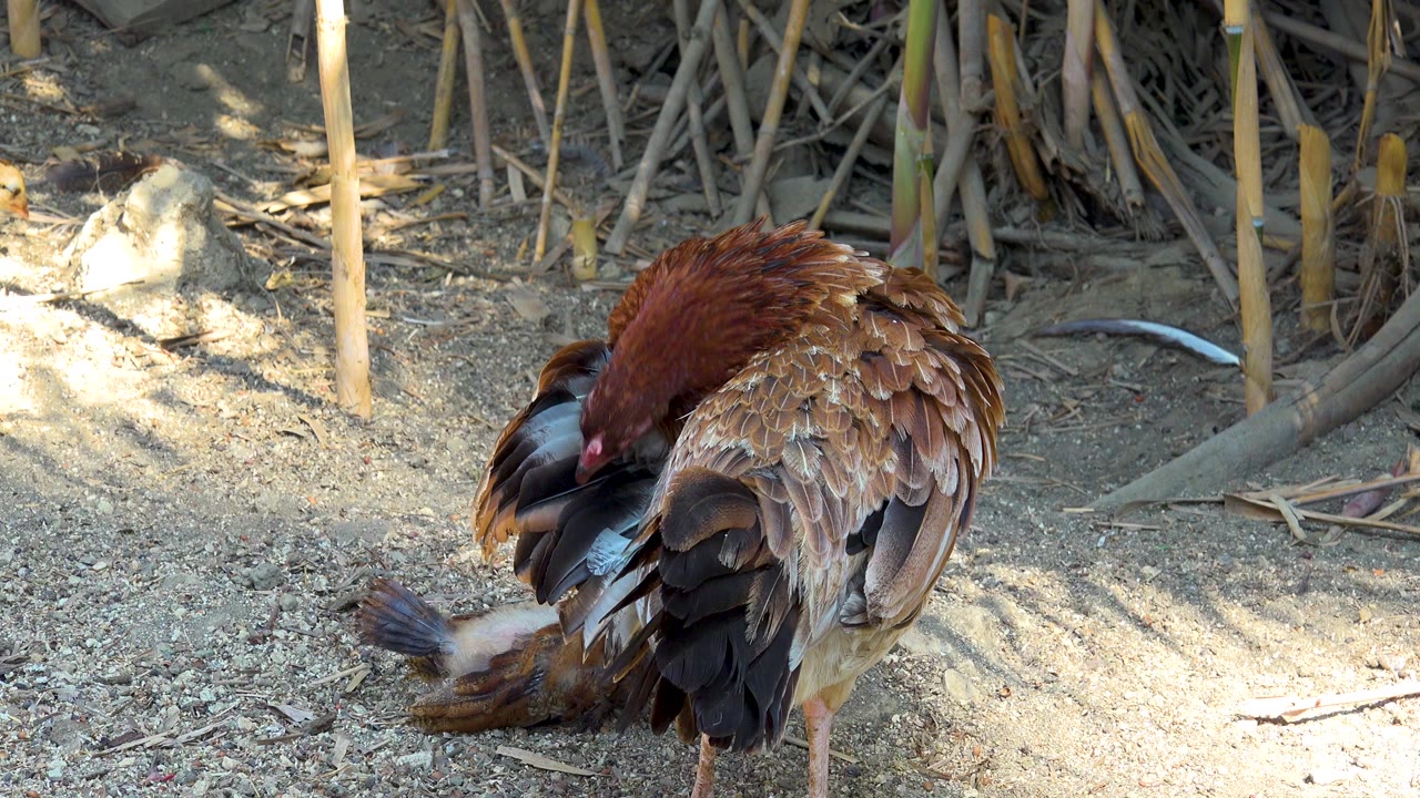 The hen remains bent beside the small chick in San Jose del Cabo, Mexico, with her dark tail feathers toward camera and no visible people.