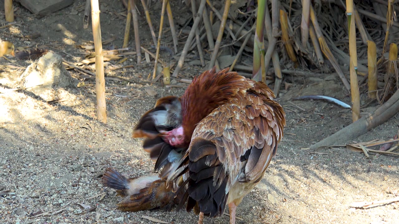 A brown hen in San Jose del Cabo, Mexico lowers her head near a moving chick, with slight blur on the chick and no visible people.