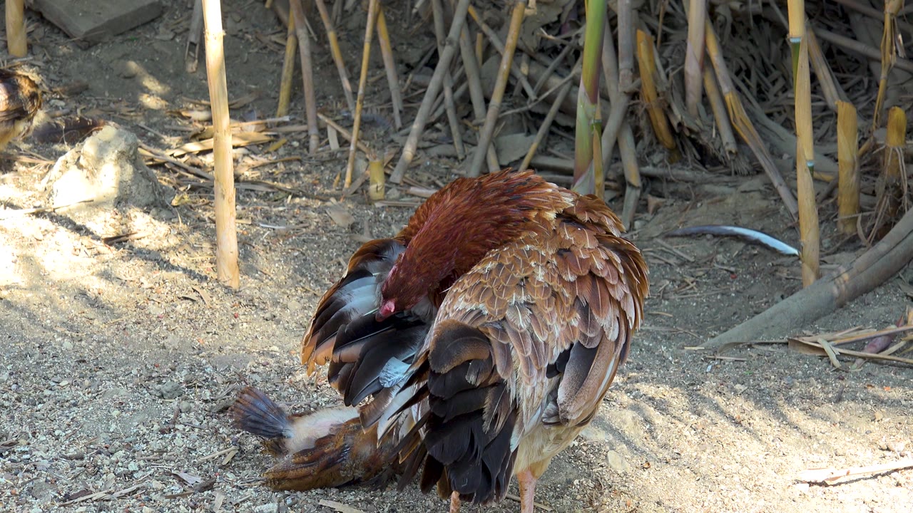 The hen bends toward the small chick on dusty ground in San Jose del Cabo, Mexico, with dry stalks and roots in the background and no visible people.